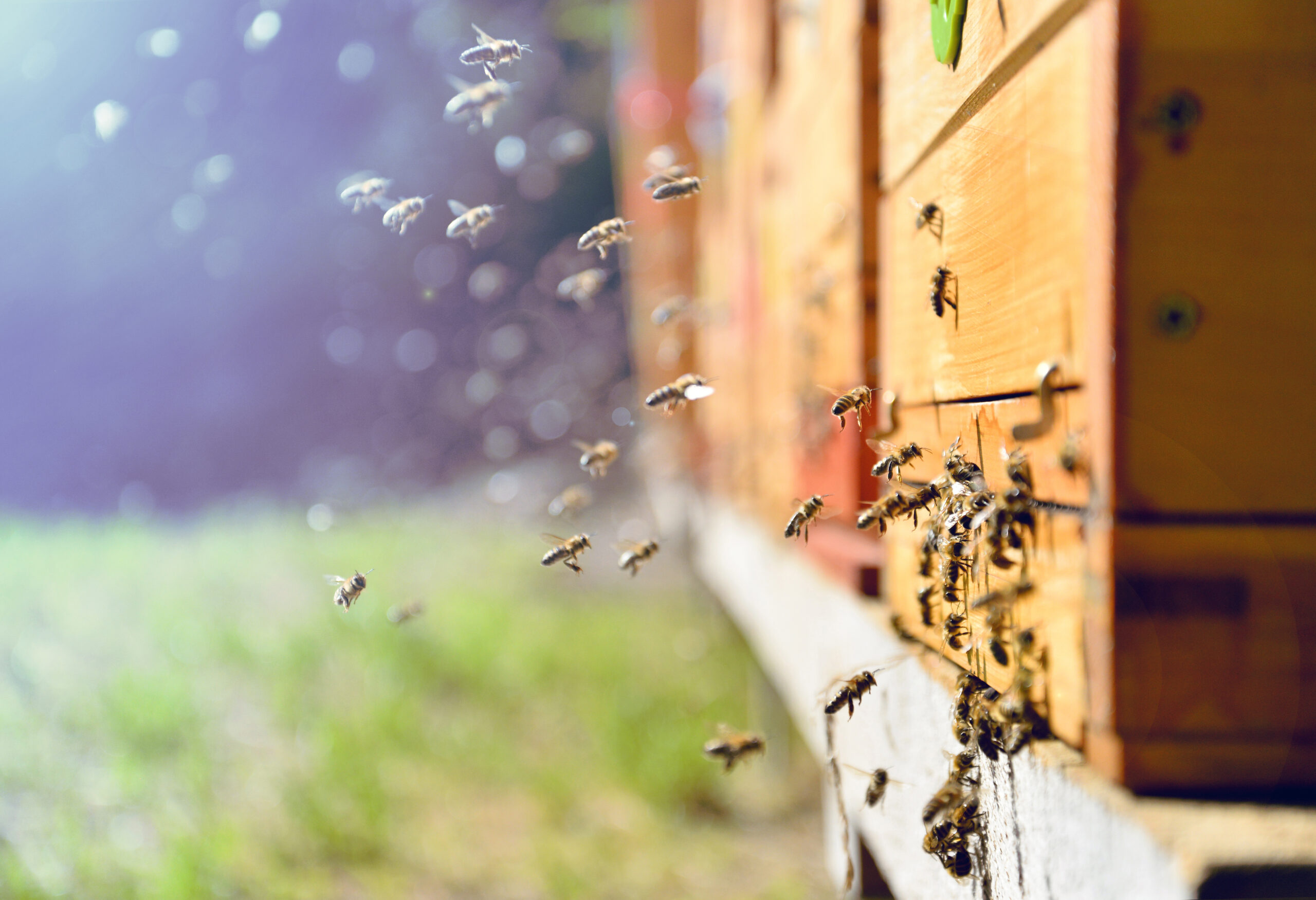 Bees flying around beehive. Beekeeping concept. Close up of flying bees. Wooden beehive and bees.